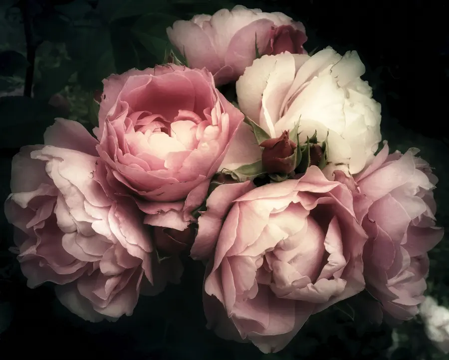 murais de parede Peônias rosa delicadas u08062