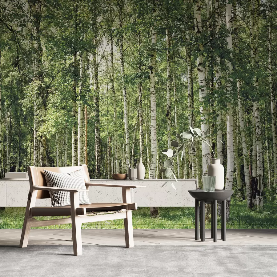 murais de parede Floresta de bétulas u52530