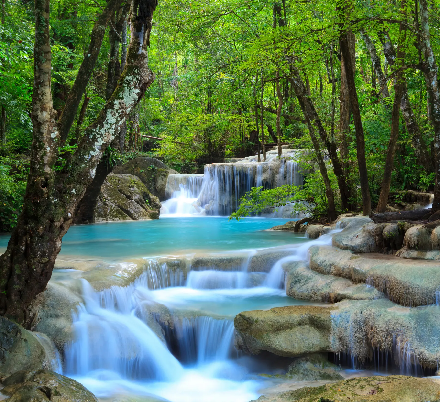 murais de parede Corredeiras da cachoeira na floresta u54260