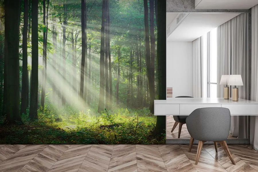 murais de parede Raios ensolarados na floresta u56787
