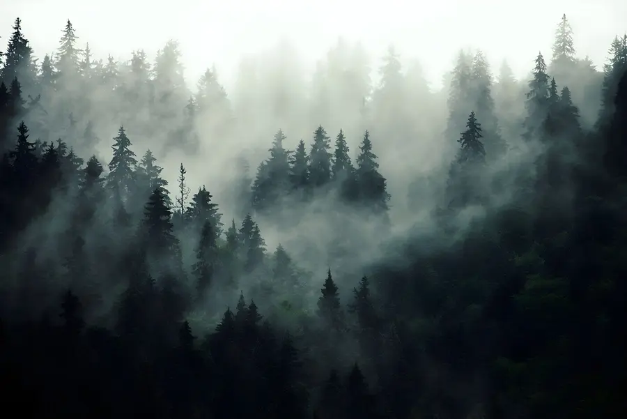 murais de parede Manhã nebulosa, floresta u36439