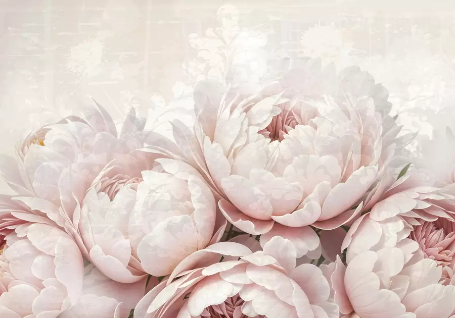 murais de parede Peônias rosa suave com pétalas delicadas em um fundo vintage com textura clara w08312
