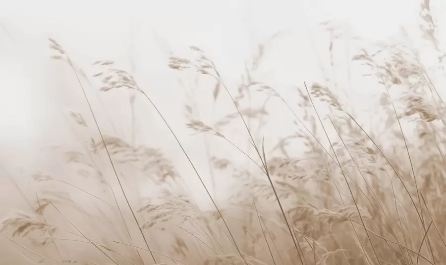murais de parede Gramíneas do campo em um amanhecer com neblina w02250