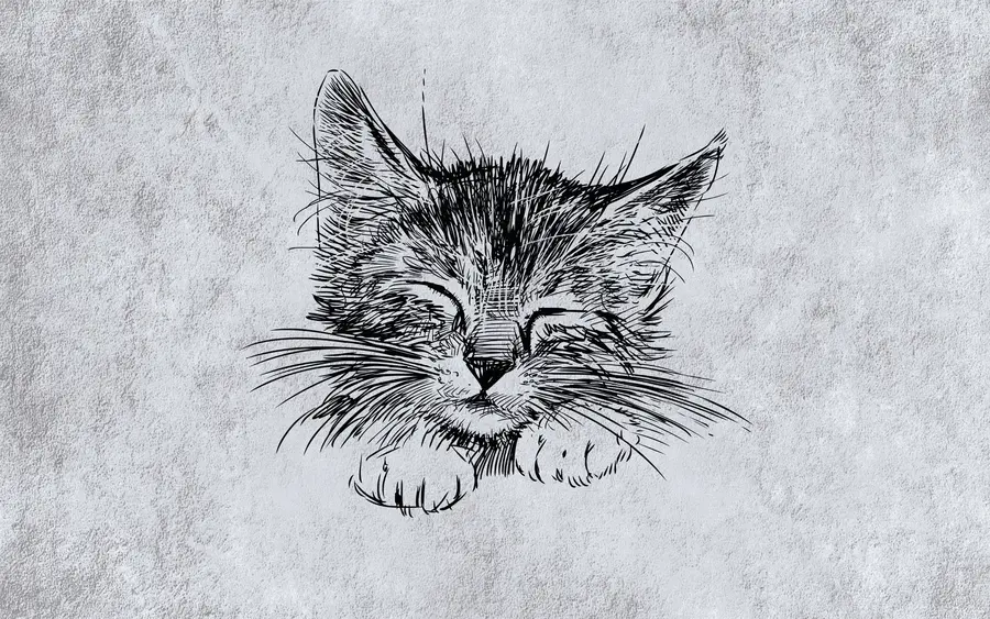 murais de parede Gato, felídeo e carnívoro u43536