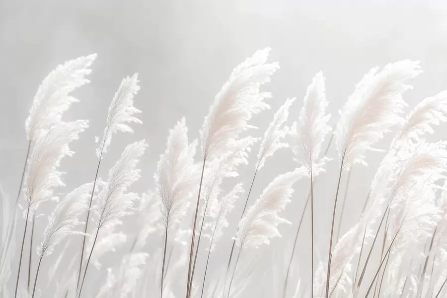 murais de parede Mole grama branca dos pampas na suave luz da manhã w09717