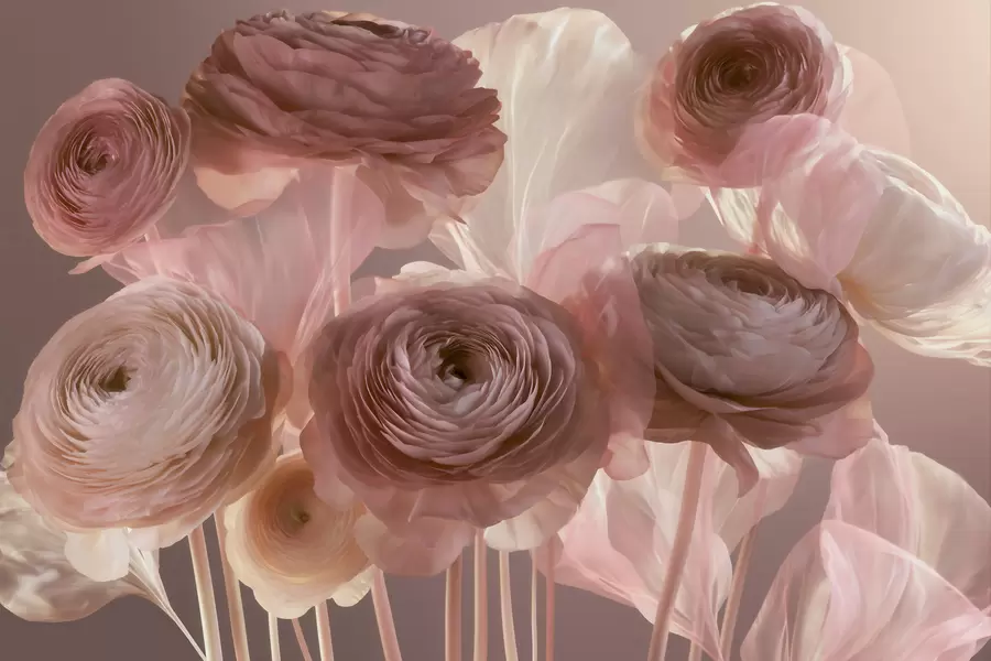 murais de parede Grandes flores artísticas de ranúnculo em tons suaves de rosa e creme w09921