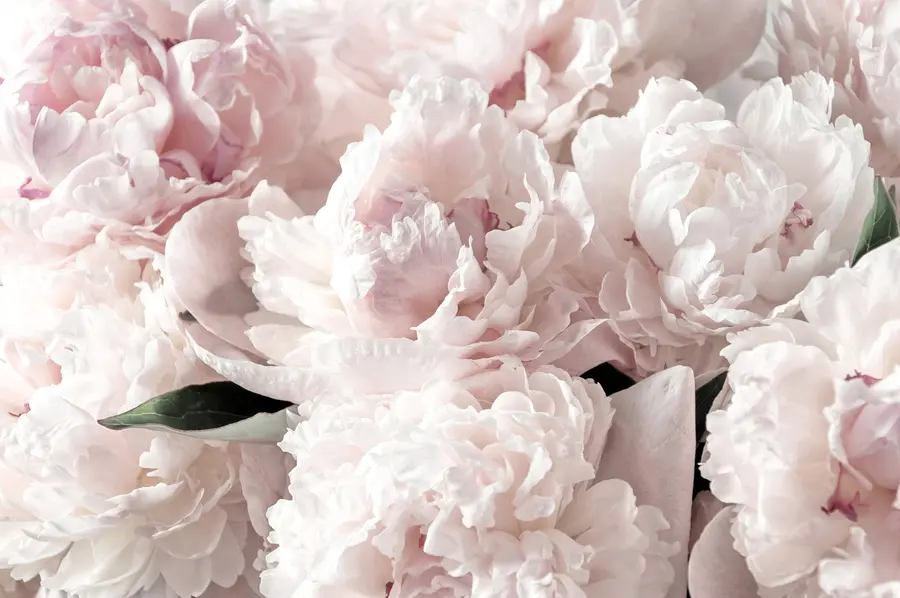 murais de parede Peônias rosa pálido u59600