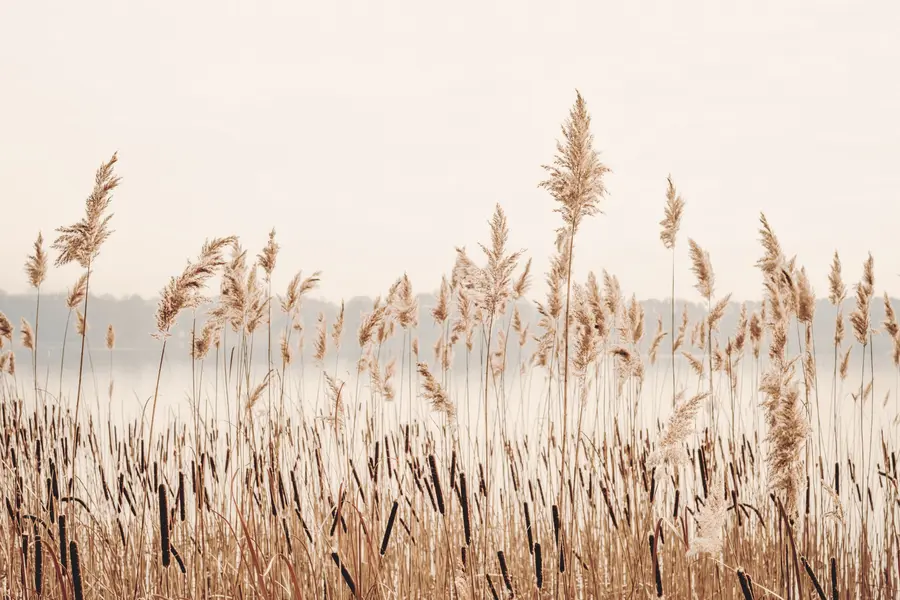 murais de parede Juncos e taboa u44598