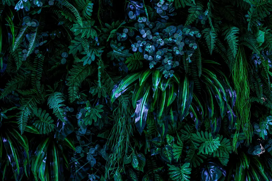 murais de parede Trópicos na estação chuvosa u72348