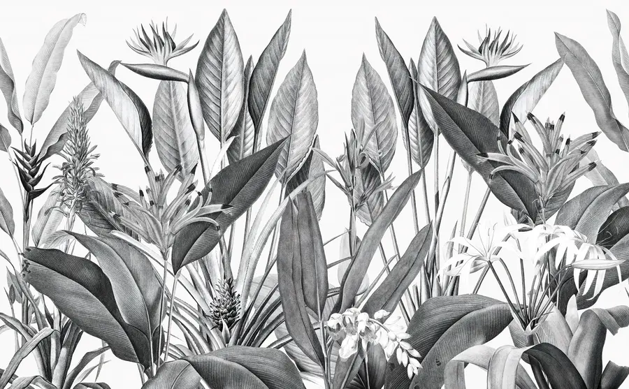 murais de parede A selva tropical planta a cor preto e branco u96833
