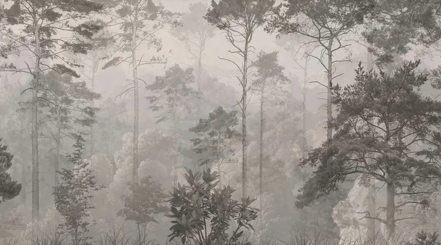 murais de parede Árvores altas nas colinas, floresta no nevoeiro u97190