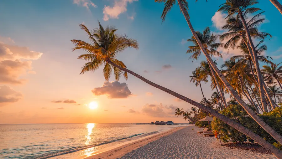 murais de parede Praia paradisíaca e grande palmeira u97886