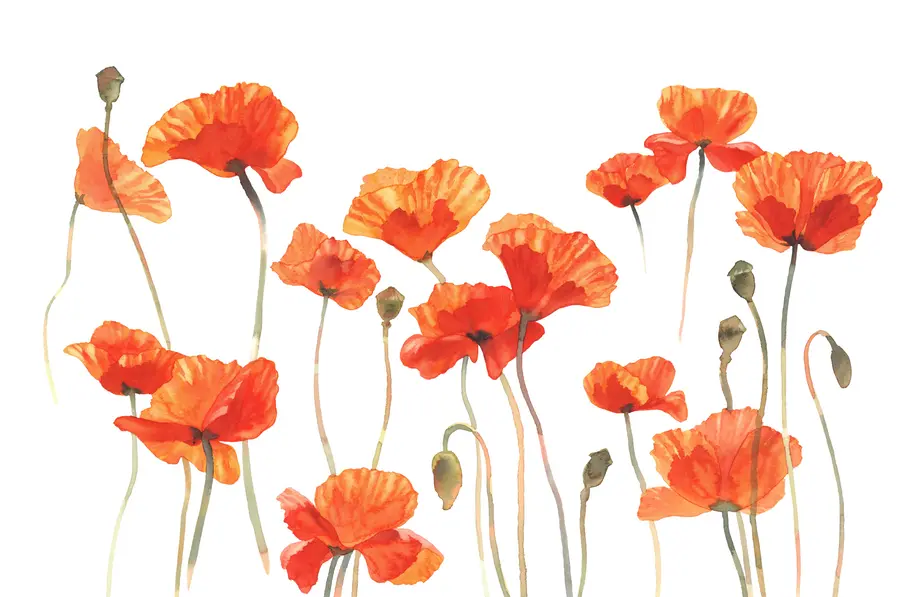 murais de parede Papoilas em aguarela sobre um fundo branco u99552